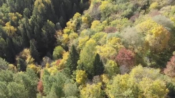 Nehirli Bir Sonbahar Ormanı Yukarıdan Bak Renkli Kırmızı Sarı Yeşil — Stok video