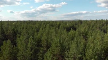 Nehirli bir sonbahar ormanı. Yukarıdan bak. Renkli, kırmızı, sarı, yeşil ağaçların ve nehrin dik kıyılarının dörtlü hava fotoğrafçılığı