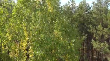 Nehirli bir sonbahar ormanı. Yukarıdan bak. Renkli, kırmızı, sarı, yeşil ağaçların ve nehrin dik kıyılarının dörtlü hava fotoğrafçılığı