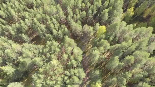 秋天的森林 有一条河 从上往下看 绿色树木和陡峭河岸的四面体航空摄影 — 图库视频影像