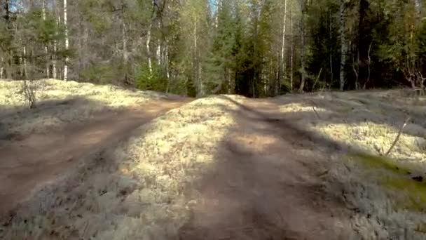 Top View Road Pine Forest Quadrocopter Aerial Photography Trees Road — Stock Video