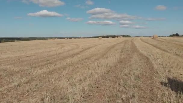 Young Woman Dress Fields Harvested Wheat — Stock Video