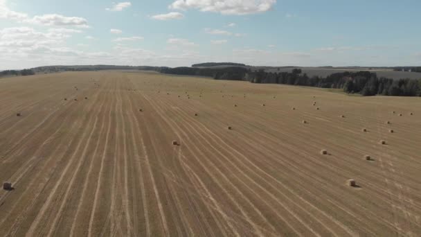 Vista Superior Terras Agrícolas Quadrocopter Fotografia Aérea Campos Trigo — Vídeo de Stock