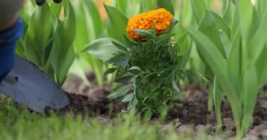 Bir kız kişisel bir arsaya çiçek ekiyor. Kırmızı ve sarı çiçekli çiçek tarhı