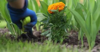 Bir kız kişisel bir arsaya çiçek ekiyor. Kırmızı ve sarı çiçekli çiçek tarhı
