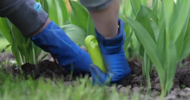 女の子は個人的なプロットに花を植えています 赤や黄色の花を咲かせます — ストック動画