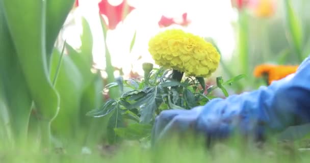 Dívka Zasazuje Květiny Osobní Pozemek Květinové Lůžko Červenými Žlutými Květy — Stock video