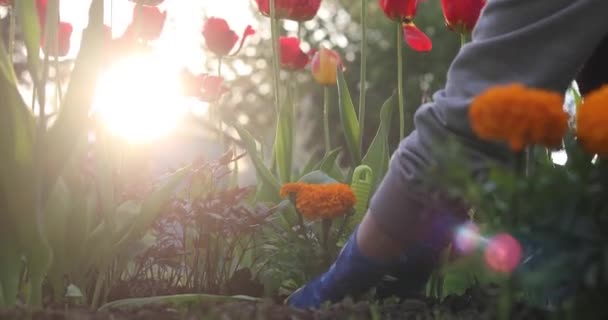 女の子は個人的なプロットに花を植えています 赤や黄色の花を咲かせます — ストック動画