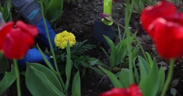 Een Meisje Plant Bloemen Een Persoonlijk Perceel Bloemenbed Met Rode — Stockvideo