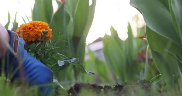 Bir Kız Kişisel Bir Arsaya Çiçek Ekiyor Kırmızı Sarı Çiçekli — Stok video