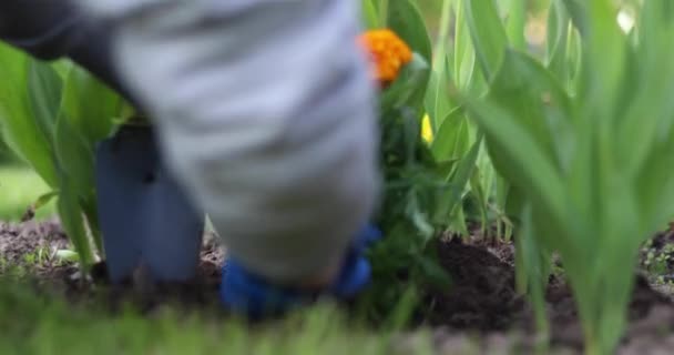 一个女孩正在个人土地上种花 红色和黄色花的花床 — 图库视频影像