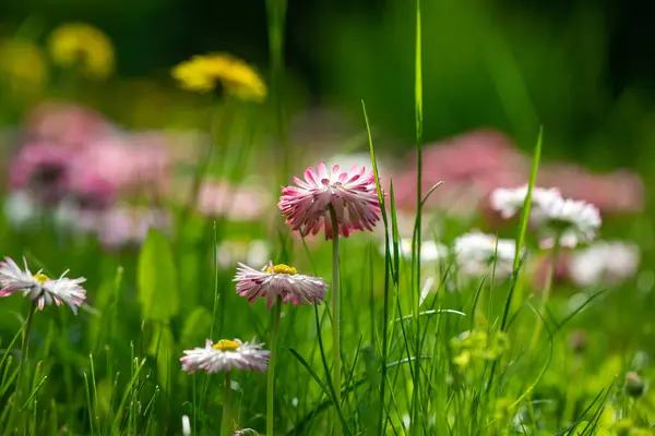 Rosa Und Weiße Gänseblümchen Blühen Auf Einer Grünen Wiese Mit — Stockfoto