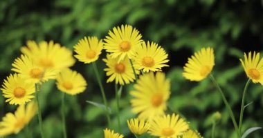 Sarı çiçeklerin yakın plan yeşil bir arka plana doğru rüzgarda sallanışı