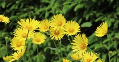 Sarı çiçeklerin yakın plan yeşil bir arka plana doğru rüzgarda sallanışı