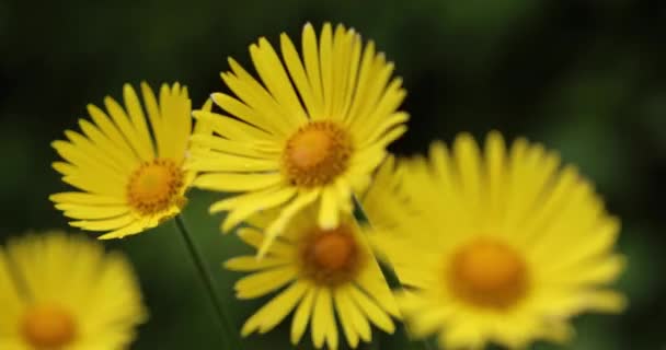 Close Van Gele Bloemen Zwaaien Wind Tegen Een Groene Natuurlijke — Stockvideo