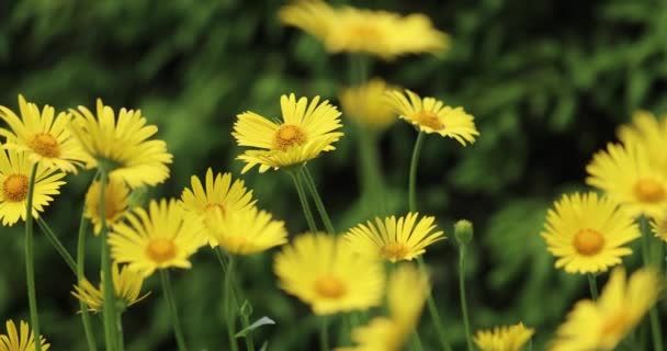 Close Van Gele Bloemen Zwaaien Wind Tegen Een Groene Natuurlijke — Stockvideo