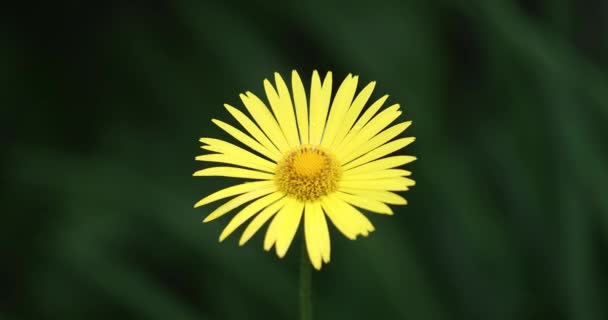 Close Van Gele Bloemen Zwaaien Wind Tegen Een Groene Natuurlijke — Stockvideo