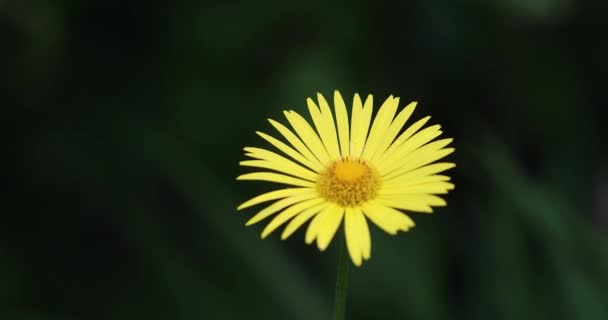 Primer Plano Flores Amarillas Balanceándose Viento Sobre Fondo Verde Natural — Vídeo de stock