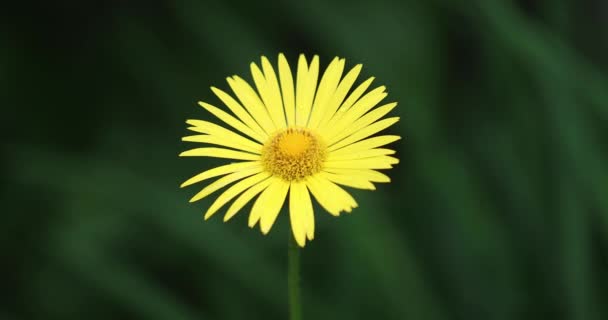 緑の自然を背景に風に揺れる黄色の花の閉鎖 — ストック動画
