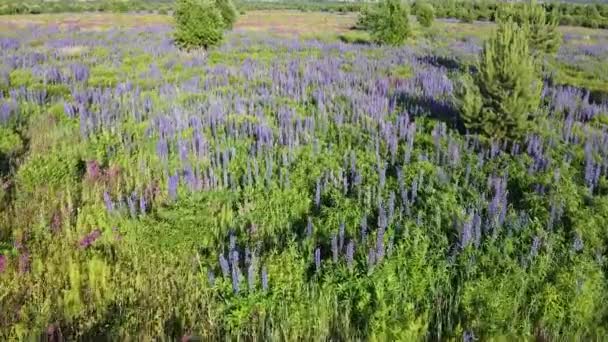 Volando Sobre Florecientes Campos Flores Color Púrpura Frambuesa Vista Superior — Vídeos de Stock