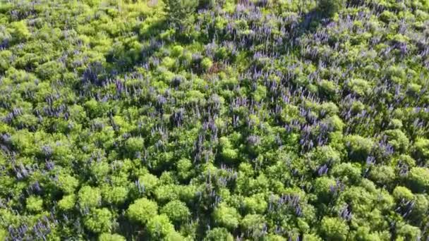 Vliegen Bloeiende Paarse Frambozen Velden Van Bloemen Bovenaanzicht Van Weiden — Stockvideo