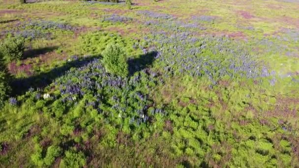 在开满鲜花的紫色和覆盆子地上空飞舞 草地及绿地尽收眼底 — 图库视频影像