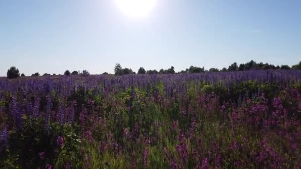 Létají Nad Kvetoucími Purpurovými Malinovými Poli Květin Horní Pohled Louky — Stock video