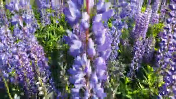 Volando Sobre Florecientes Campos Flores Color Púrpura Frambuesa Vista Superior — Vídeos de Stock
