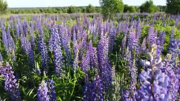 Létají Nad Kvetoucími Purpurovými Malinovými Poli Květin Horní Pohled Louky — Stock video