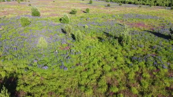 Flyger Över Blommande Lila Och Hallon Fält Blommor Ovanifrån Ängar — Stockvideo