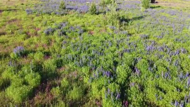 Létají Nad Kvetoucími Purpurovými Malinovými Poli Květin Horní Pohled Louky — Stock video