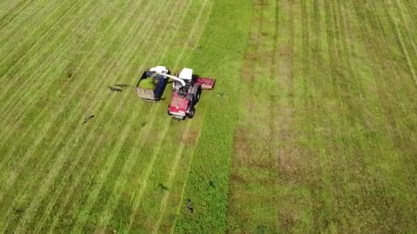 Aerial Photography Birds Prey Fly Tractor Collecting Grass Farmland Summer — Stock Video