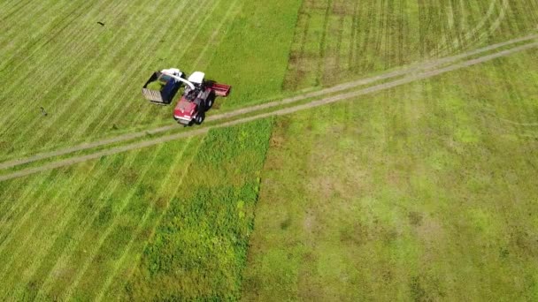 Luchtfotografie Roofvogels Vliegen Zomer Een Tractor Die Gras Verzamelt Landbouwgrond — Stockvideo