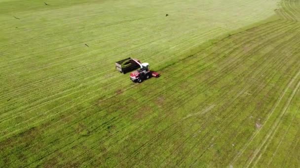 Luchtfotografie Roofvogels Vliegen Zomer Een Tractor Die Gras Verzamelt Landbouwgrond — Stockvideo