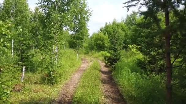 Fotografia Lotnicza Kamera Porusza Się Wzdłuż Leśnej Drogi — Wideo stockowe