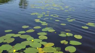 Hava fotoğrafçılığı. Nehrin mavi sularındaki sarı nilüferlerin üzerinde uçuyor.