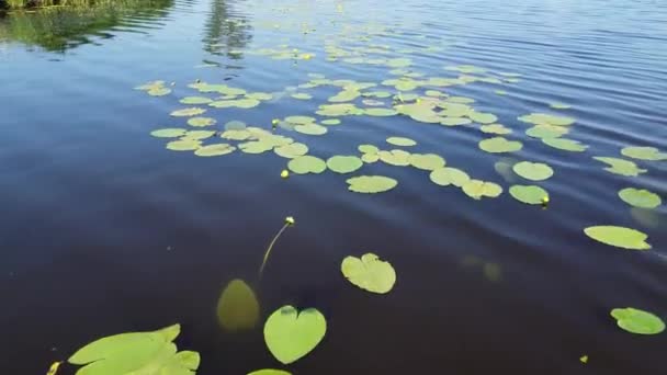 空中写真 川の青い水の上に睡蓮の黄色の花を飛んで — ストック動画