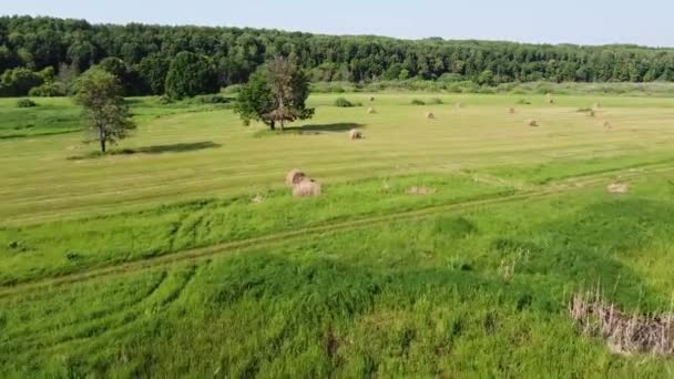 Αεροφωτογραφία Κορυφή Άποψη Για Haystacks Μετά Haymaking — Αρχείο Βίντεο