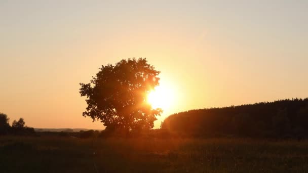 Timelapse Sun Sets Horizon Branches Tree Summer Sunset — Stock Video