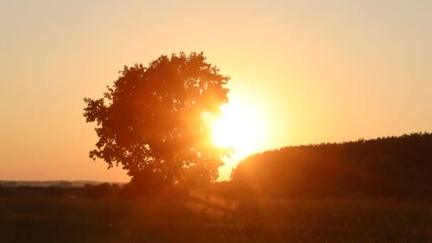 时间过去了太阳从地平线上透过树枝落下 夏日落日 — 图库视频影像