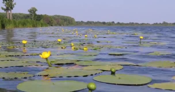 Lírios Amarelos Flutuam Superfície Água Azul — Vídeo de Stock