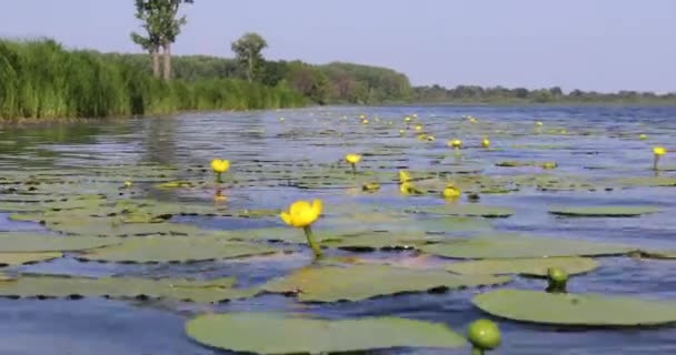 Bunga Lili Air Kuning Mengapung Permukaan Air Biru — Stok Video