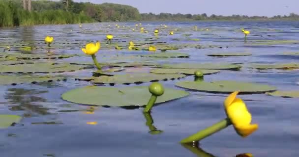 Жовті Водяні Лілії Плавають Поверхні Блакитної Води — стокове відео