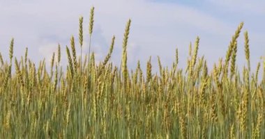 Mavi bir arka planda altın buğday kulakları