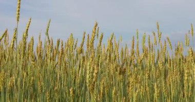 Mavi bir arka planda altın buğday kulakları