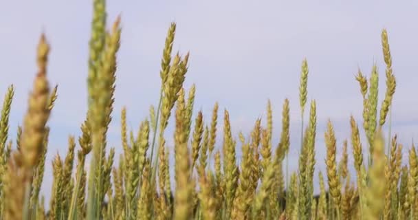 Mavi Bir Arka Planda Altın Buğday Kulakları — Stok video