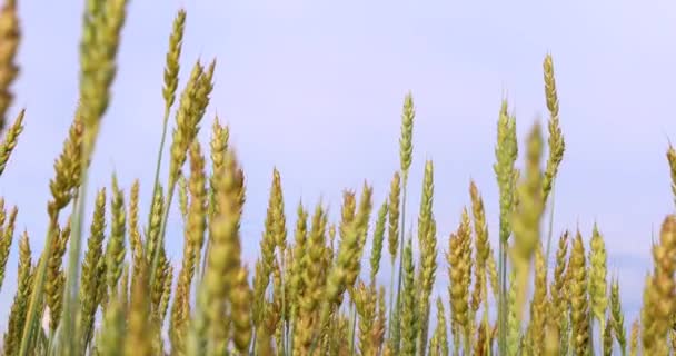 Goldene Ähren Auf Blauem Himmel — Stockvideo