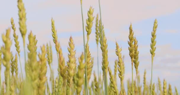 Goldene Ähren Auf Blauem Himmel — Stockvideo