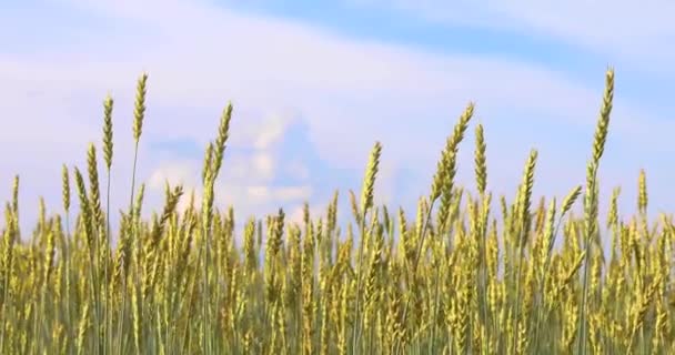Золотые Колосья Пшеницы Голубом Фоне Неба — стоковое видео