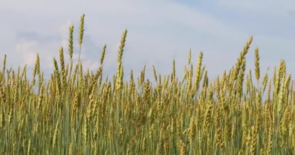 青い空を背景に金色の小麦の耳 — ストック動画